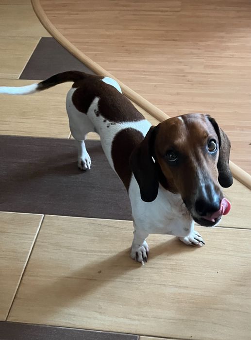 Вязка!Мальчик ,такса редкого окраса ( пайболд) ищет невесту!