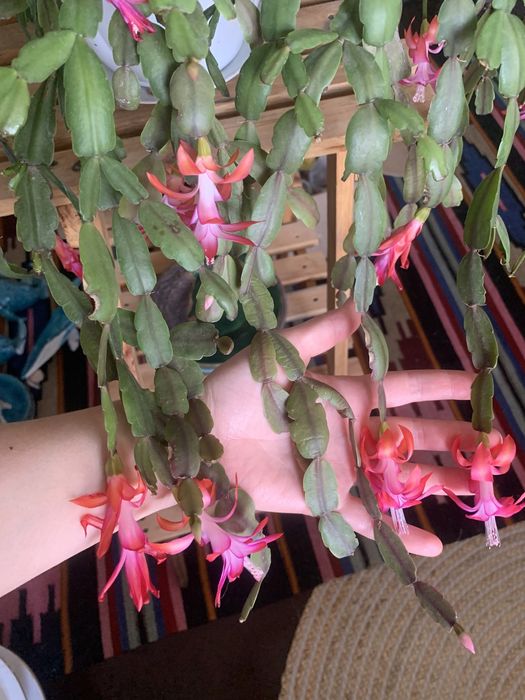 Декабрист, велика рослина