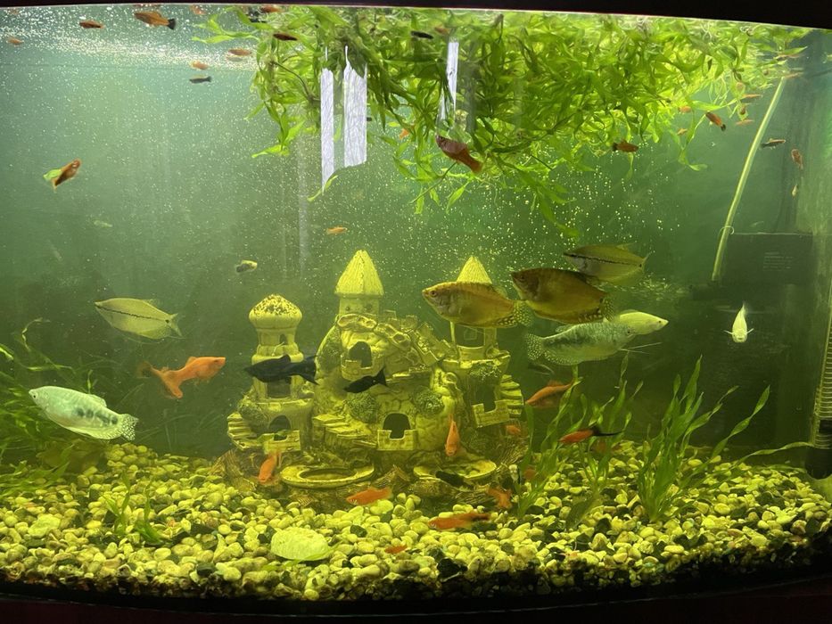 Аквариумные рыбки меченосцы/мечоносці