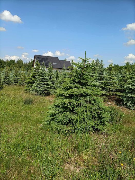 Choinki świerkowe