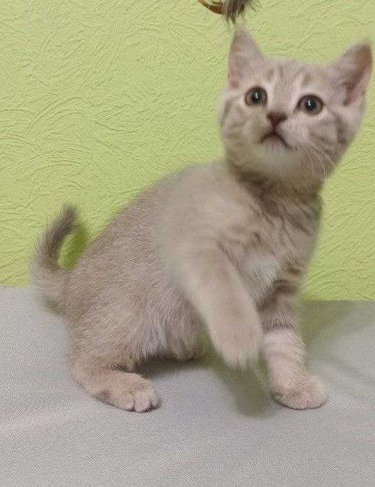 Прямовухе шотландське кошеня