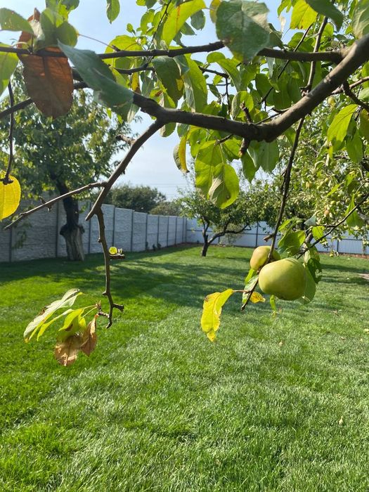 Ландшафтний дизайн, облаштування газону, прибирання земельної ділянки