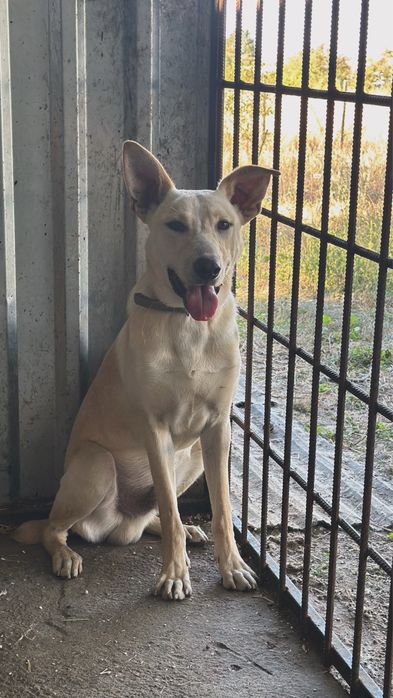 Собака, мальичк 1 год