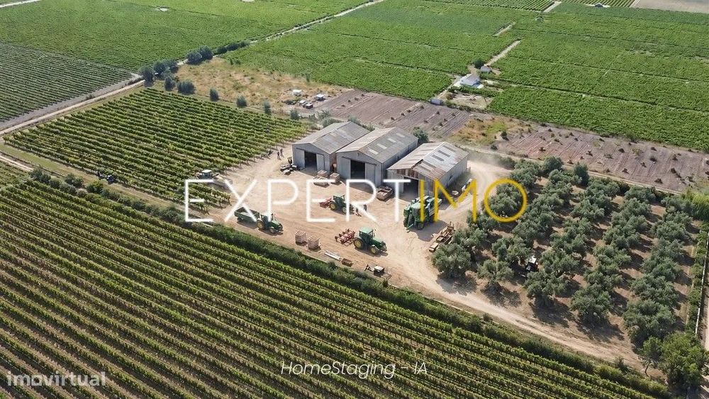 Terreno Rústico de 28.500 m² com vinha e potencial de construção