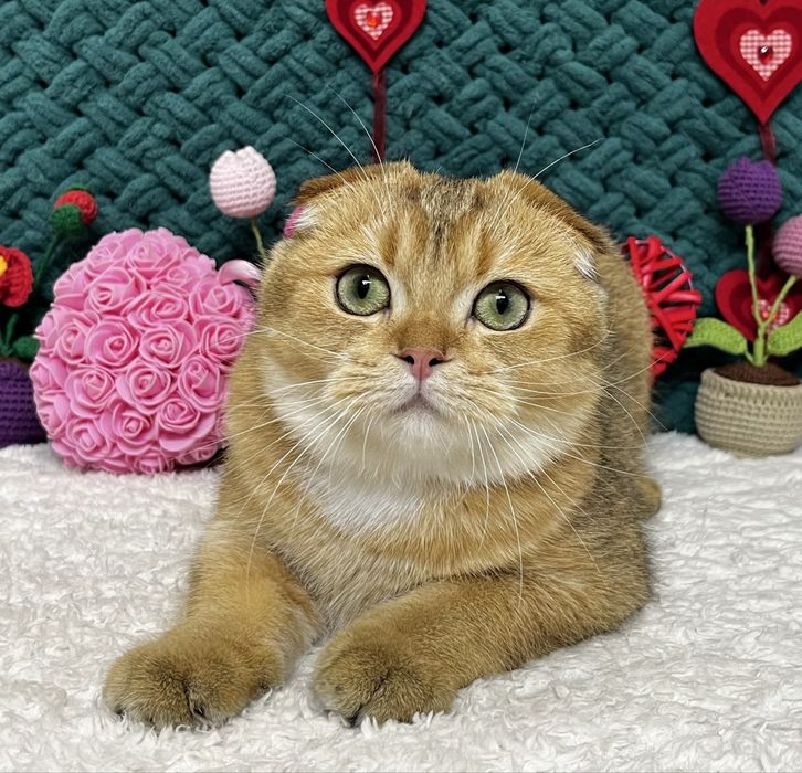 Шотландська киця