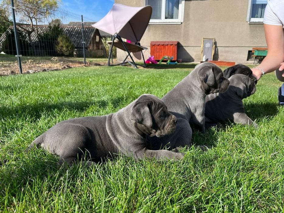 Cane Corso mocny szczeniak