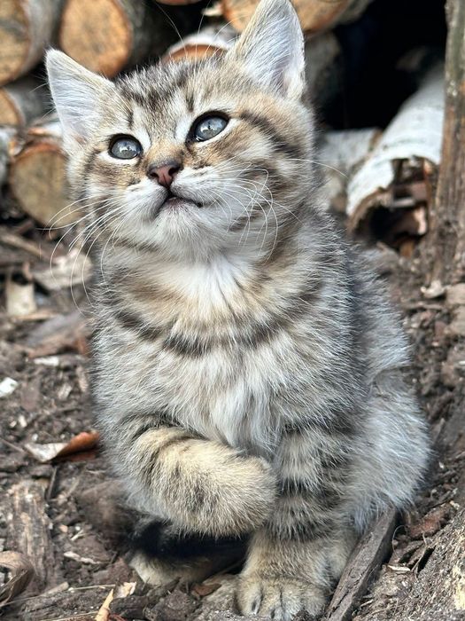 Продам двох котиків