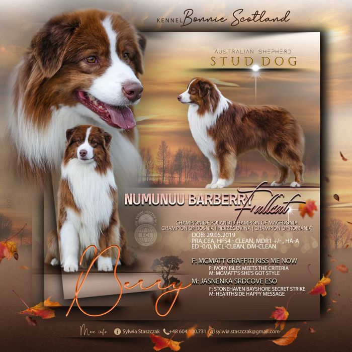 Owczarek Australijski Aussie reproduktor