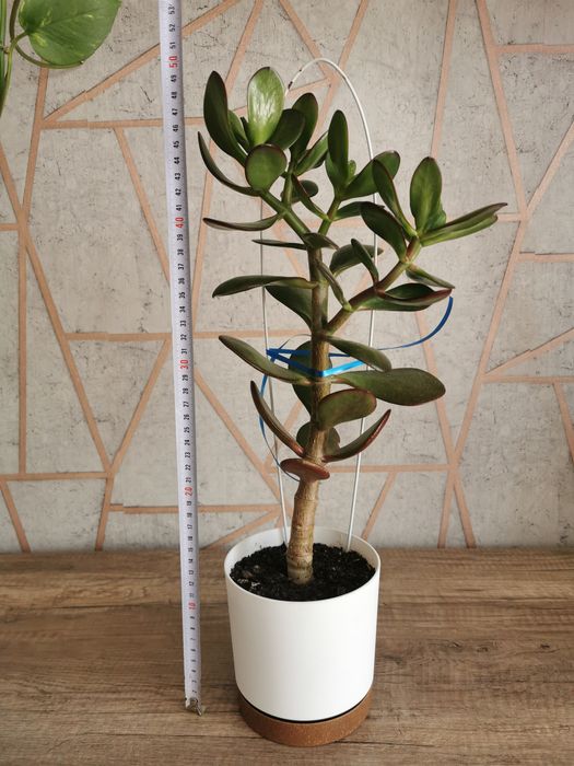 Grubosz (drzewko szczęścia) w doniczce 13 cm, wysokość 50 cm