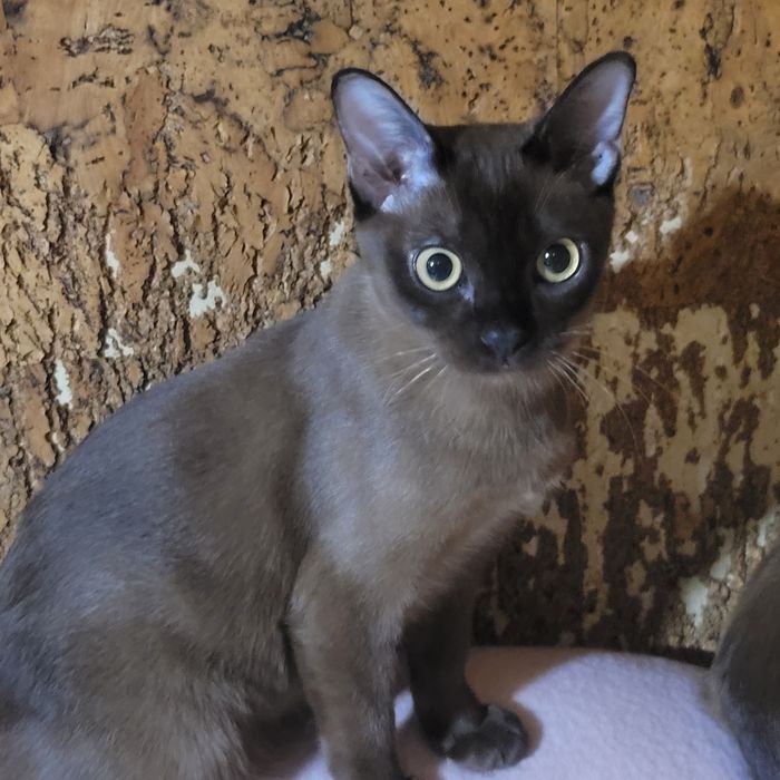 Бурма американская