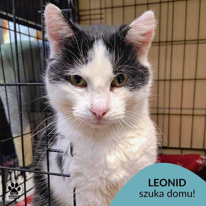 Uwaga, uwaga Leonid poleca sie do adopcji !