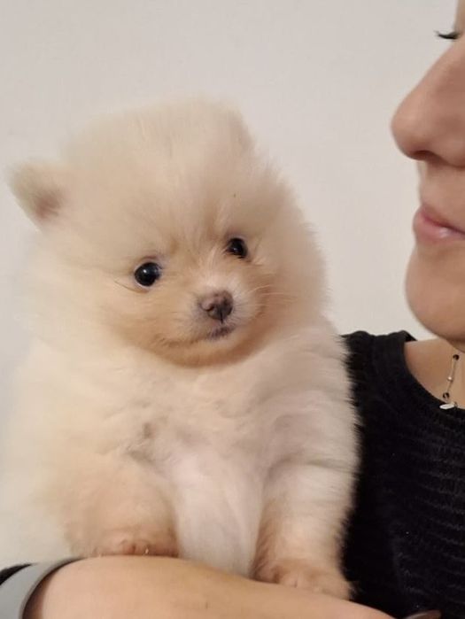 Pomeranian / szpic miniaturowy