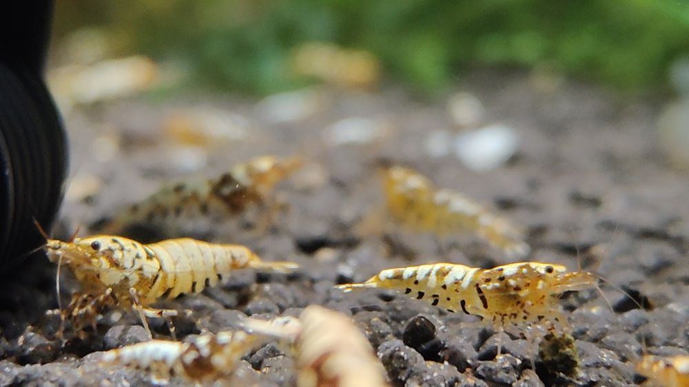 Krewetki Galaxy Caridina