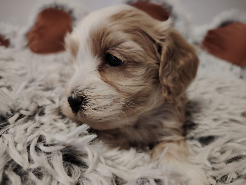 Maltipoo dziewczynka