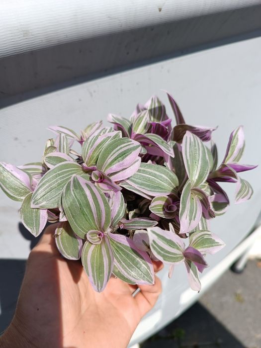 Trzykrotka sweetness