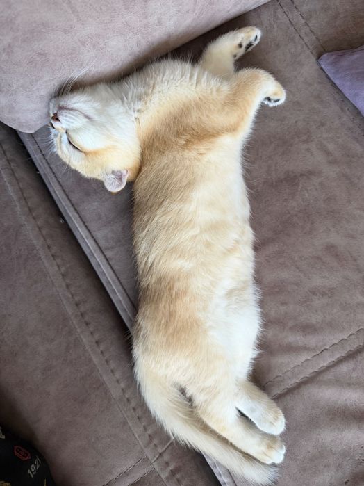 Кошка золотой шиншилла 3 месяца