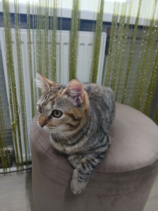 Коти безкоштовно