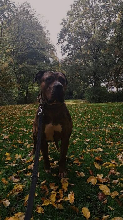 American bully xl