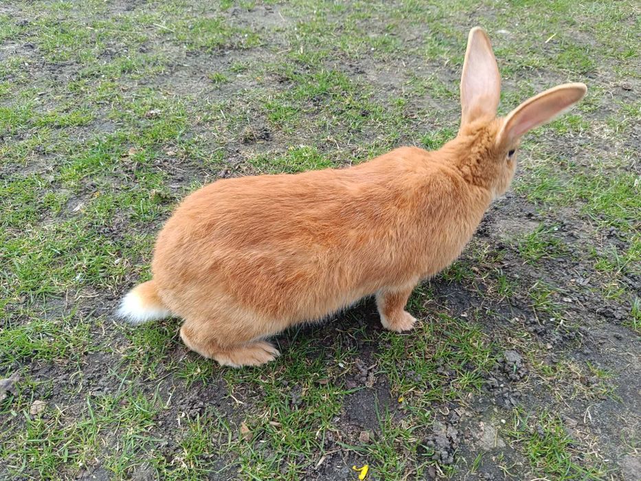 Królik burgundzki samica zakocona króliki burgundzkie samice