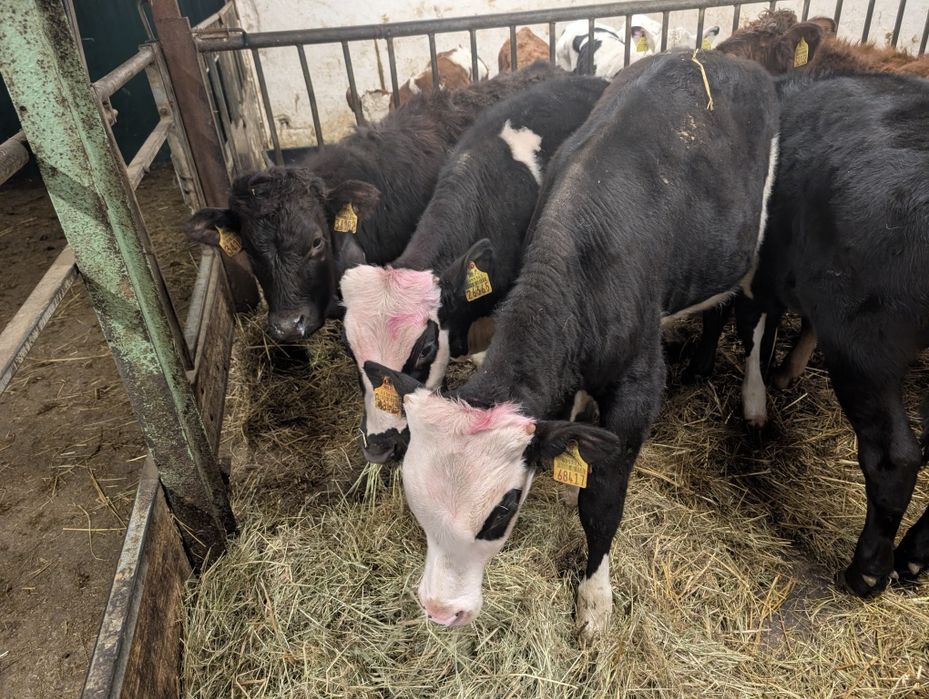 Sprzedam byczki 11 sztuk odchowane