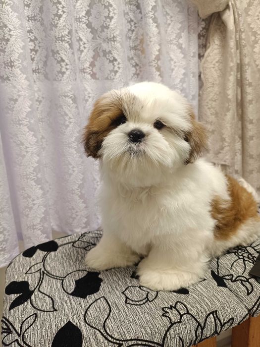 Продам Цуценя Ши Тцу
