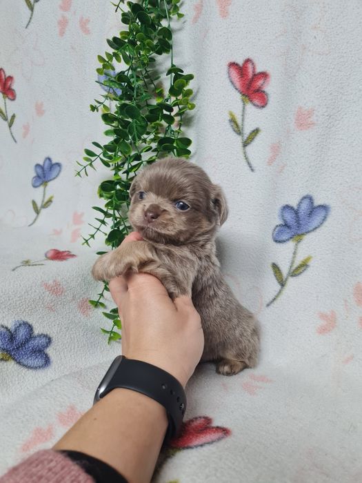 Excelente mini pelo comp Chihuahua/Chiuaua Linhagem Russa de Qualidade