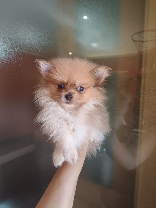 Spitz alemão menino mini