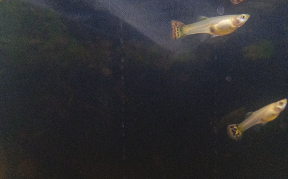 Guppies  sortido