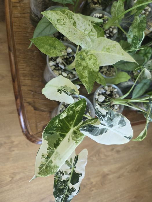 Alokazja Alocasia