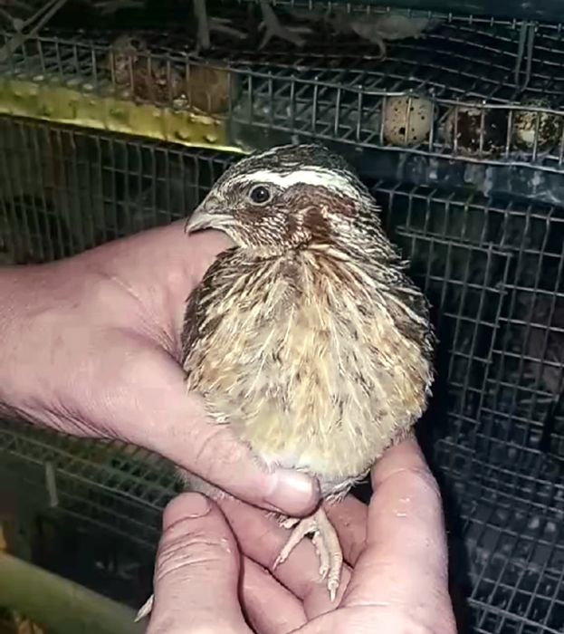 Інкубаційні яйця перепелів