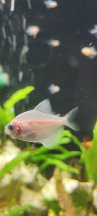 Tetra / żałobniczka