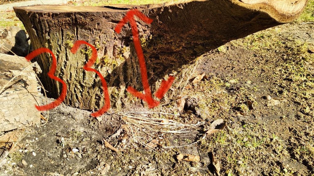 Drewno ODZIOMEK orzecha włoskiego 
Piękny wzór, drewno Zdrowe
Idealny