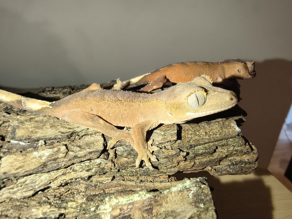 Gekony orzęsione młode