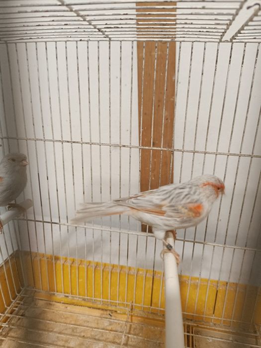 Canários ágata opala vermelho mosaico