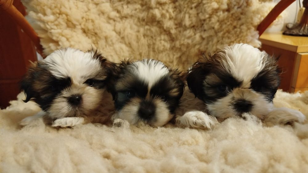 Szczeniak rasy Shih tzu