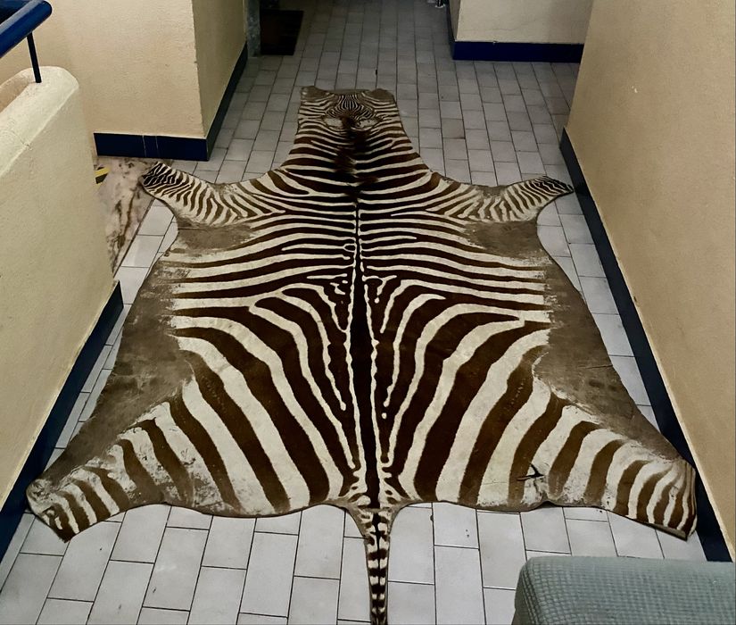 Tapete de Zebra Vintage – Muito Bem Conservado