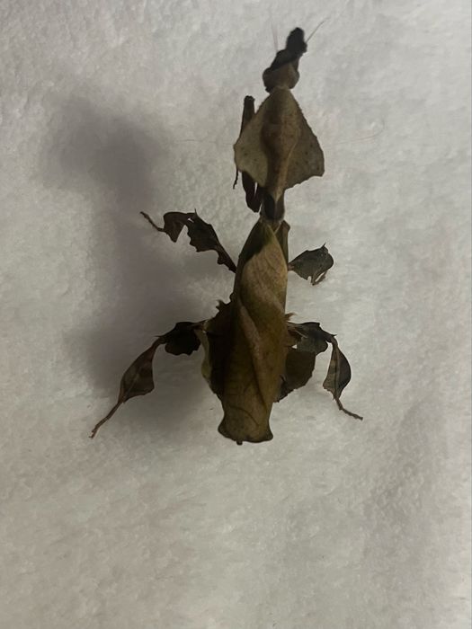 Modliszki liściogłowe (Phyllocrania paradoxa) imago