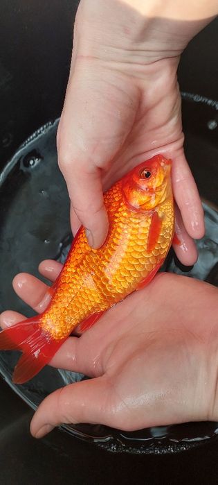 Продам цветной карась Комета, прудовый