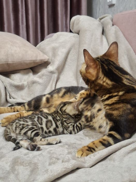 Бенгальский котенок