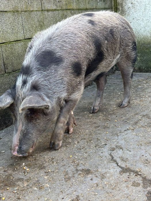 porca pietrain  para venda