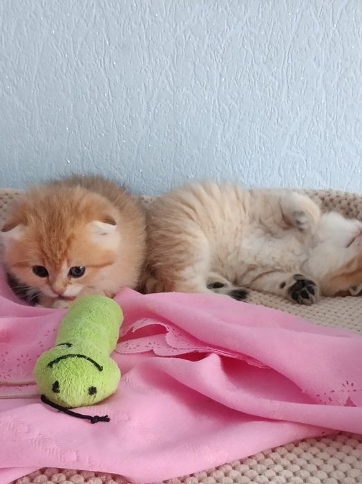 Шикарні шотландські котики