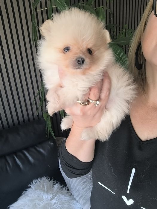 Spitz anão.Lulu da Pomerânia. Menino Mini com LOP e Afixo