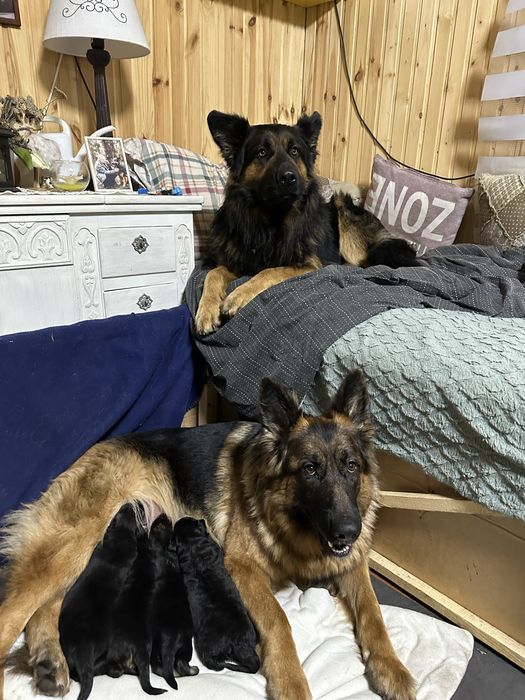 Щенята німецької вівчарки