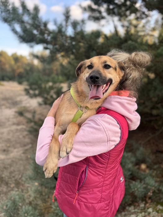 W wigilię trafił do schroniska… Forest do adopcji