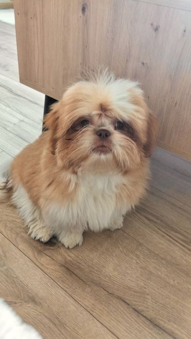 Śliczny piesek shih tzu