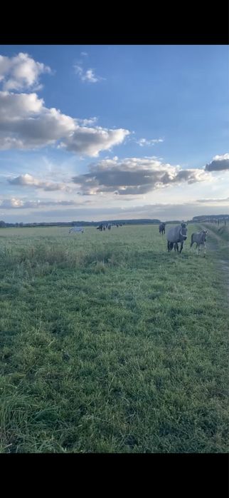 Pesjonat dla koni wolne boksy!!!