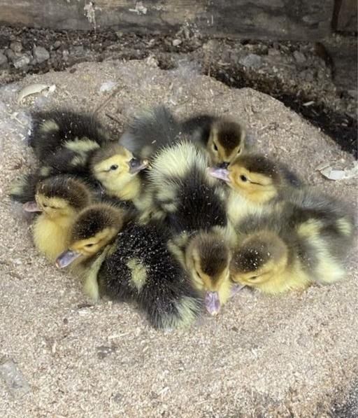 Patos mudos bebes