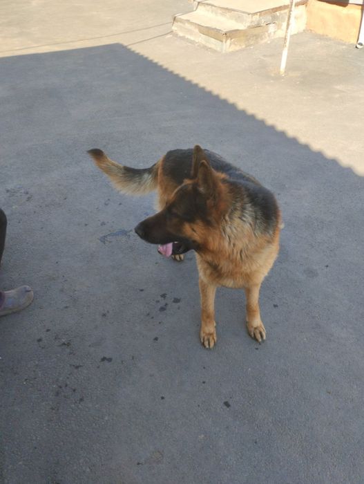 В'язка німецької вівчарки!!!