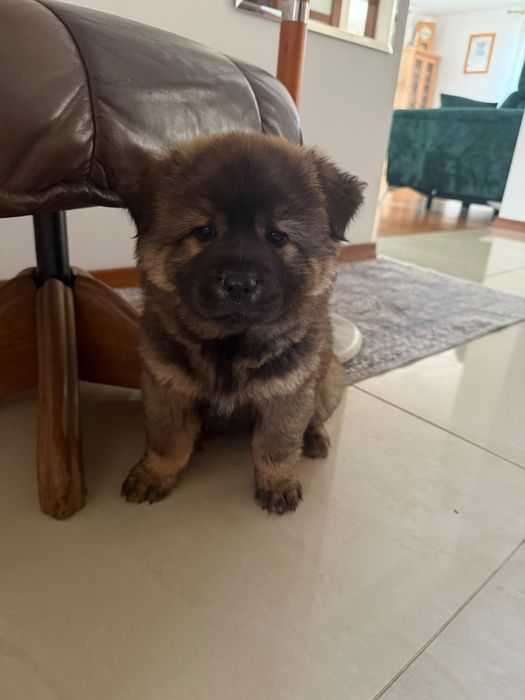 Chow chow suczka