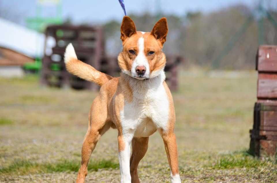 Baks - dość młody psiak lubiący spacery